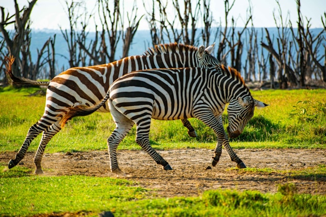 6 Day Kenya Adventure: Amboseli, Lake Nakuru & Masai Mara 