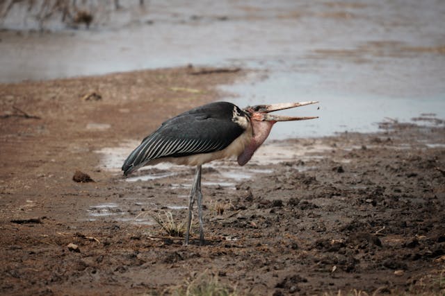 Lake Manyara National Park