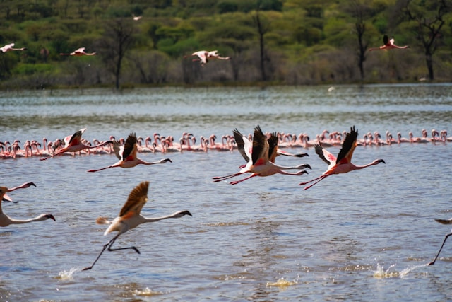Lake Bogoria National Reserve