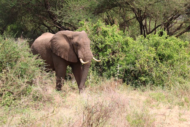 Aberdare National Park