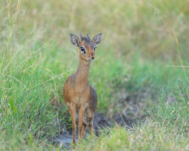 Hell's Gate National Park
