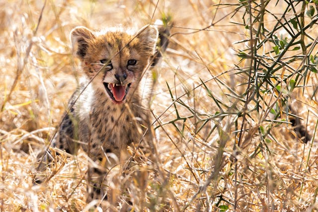 Tsavo West National Park