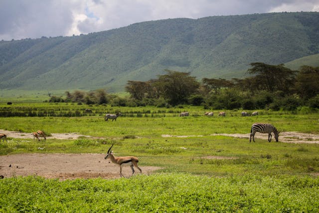 Ngorongoro Conservancy