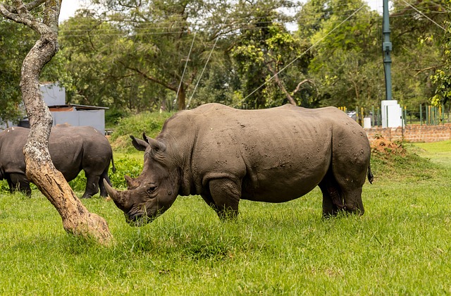 Ziwa Rhino Sanctuary