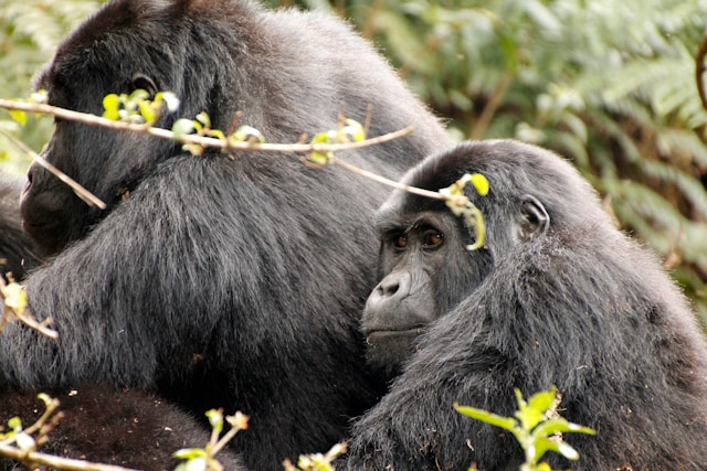 Bwindi Impenetrable Forest