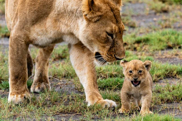 Serengeti National Park
